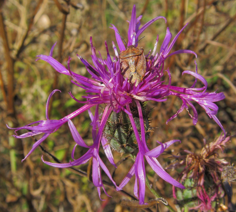 Изображение особи Centaurea scabiosa.