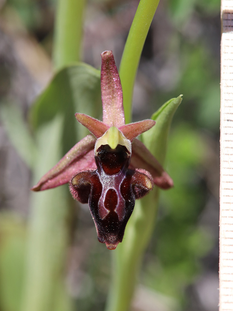 Image of Ophrys &times; aghemanii specimen.