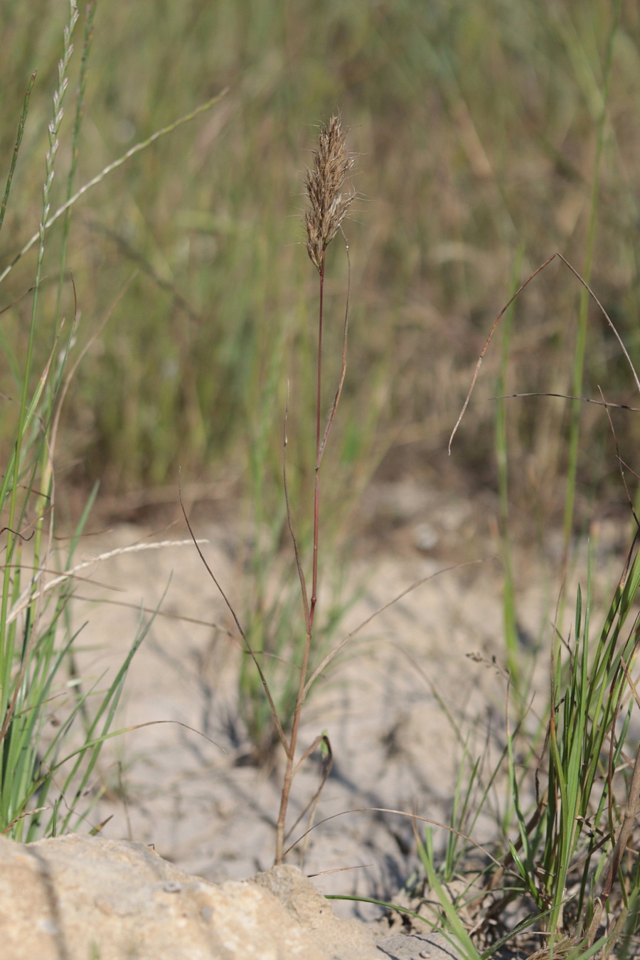 Изображение особи Bromus scoparius.