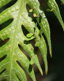 Woodwardia prolifera