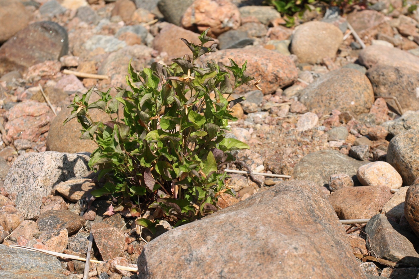 Image of Viola &times; litoralis specimen.