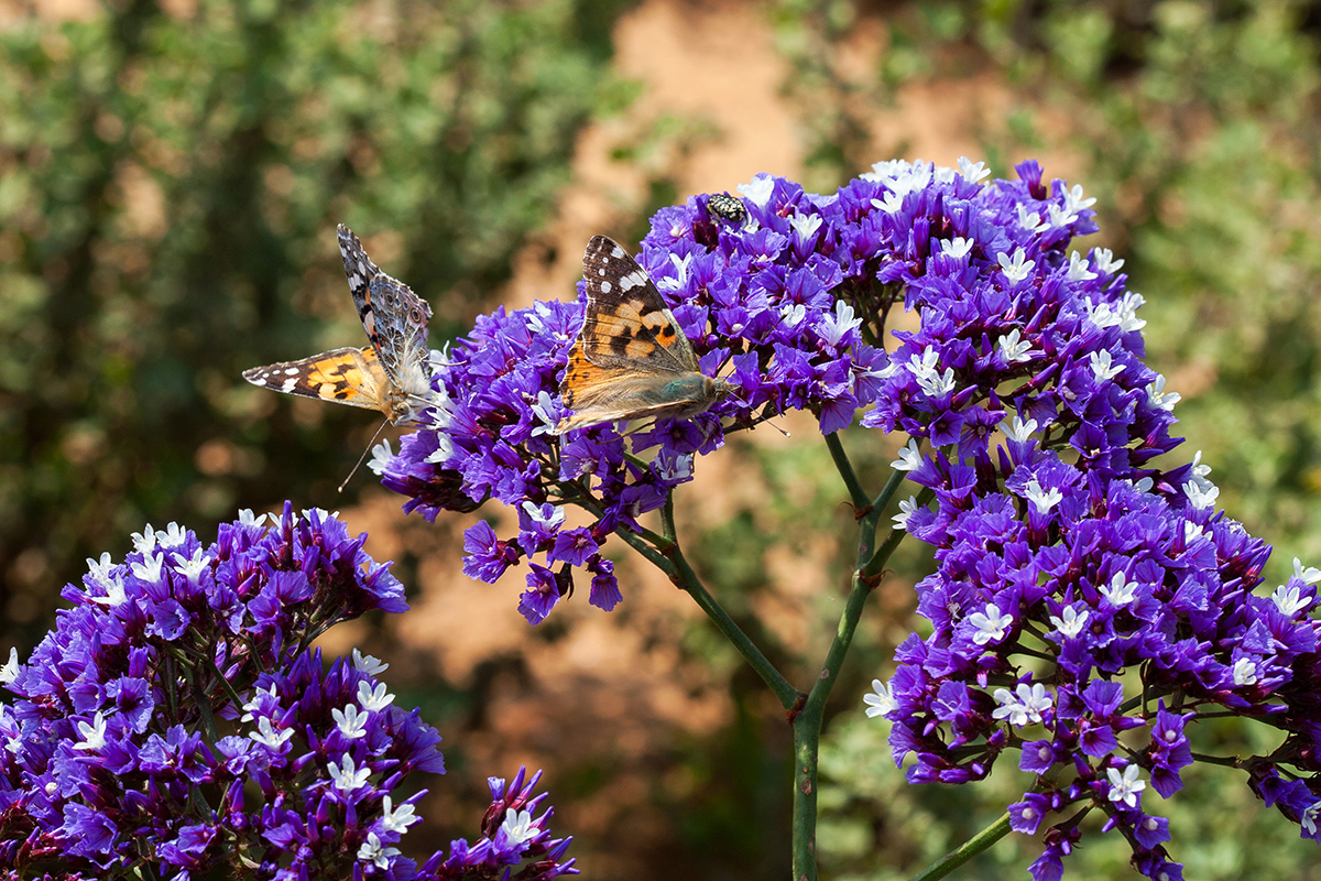 Изображение особи Limonium perezii.