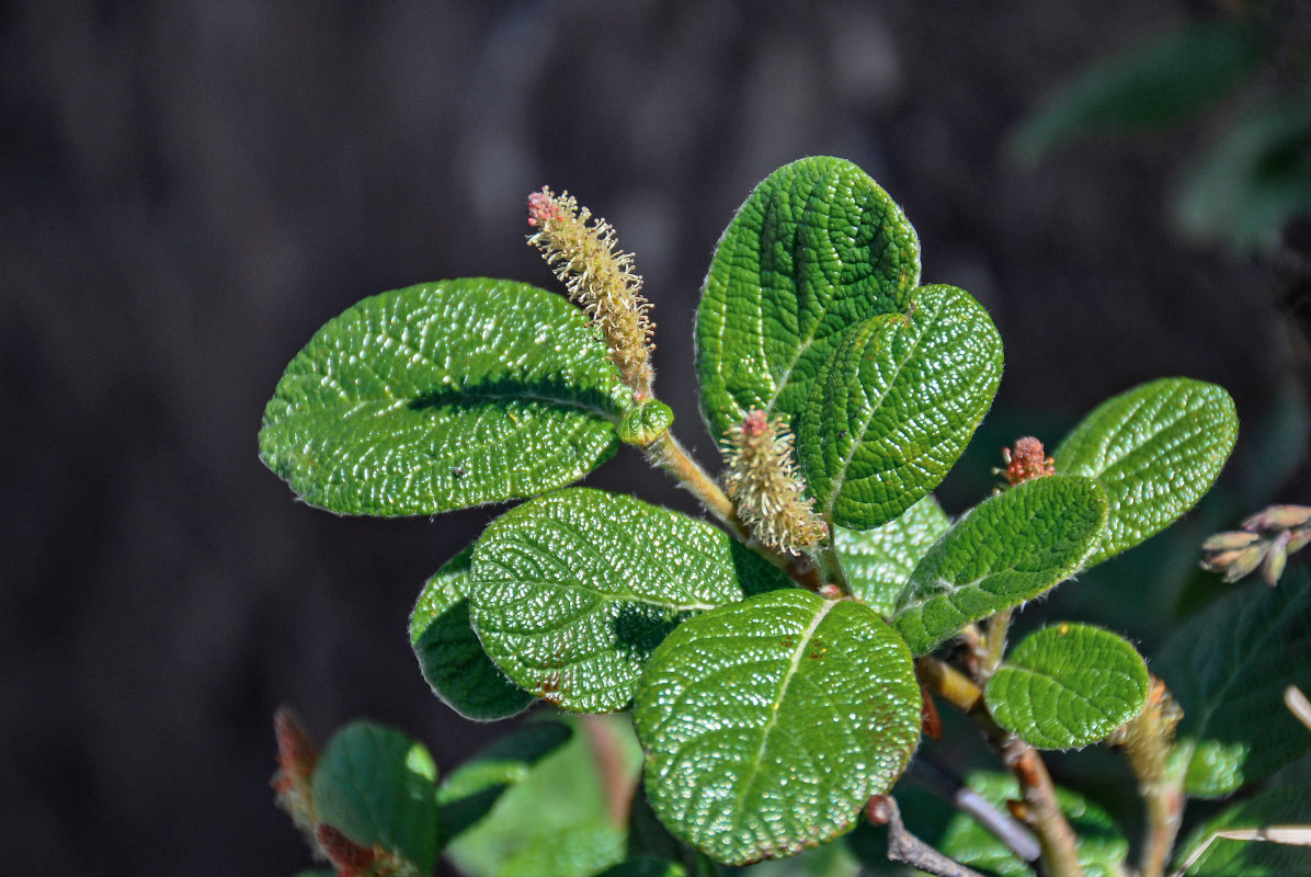 Image of Salix vestita specimen.