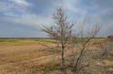 Ulmus pumila. Цветущее дерево. Волгоградская обл., Калачёвский р-н, северное побережье Береславского водохранилища, окраина поля. 15.04.2021.