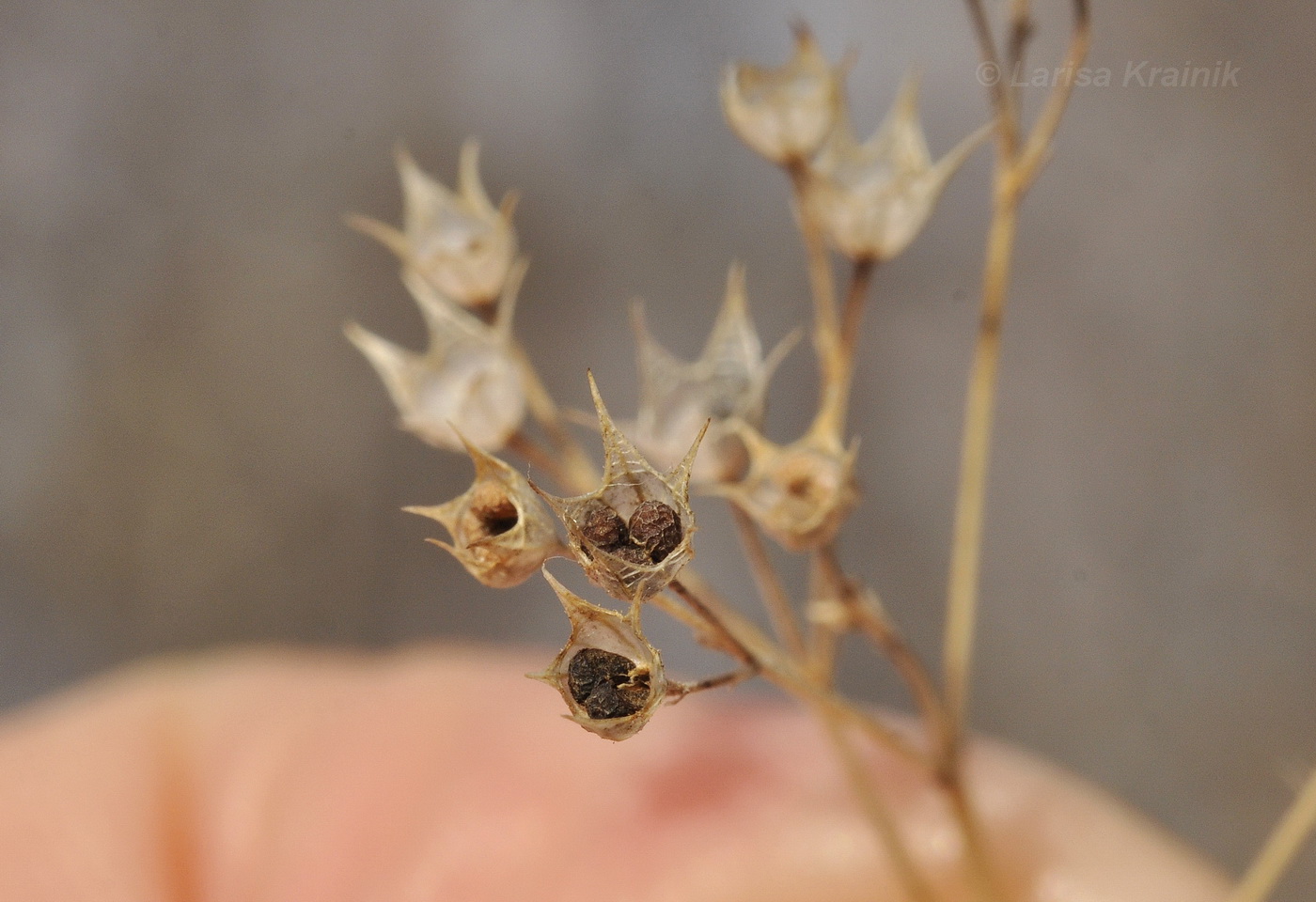 Image of Amethystea caerulea specimen.