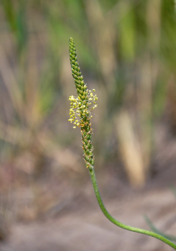 Изображение особи Plantago salsa.