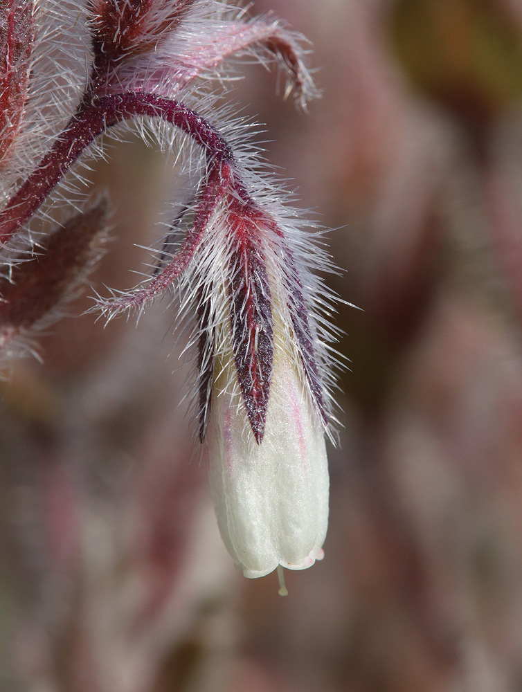 Изображение особи Onosma polychroma.