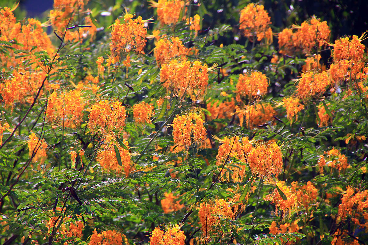 Image of Caesalpinia pulcherrima specimen.