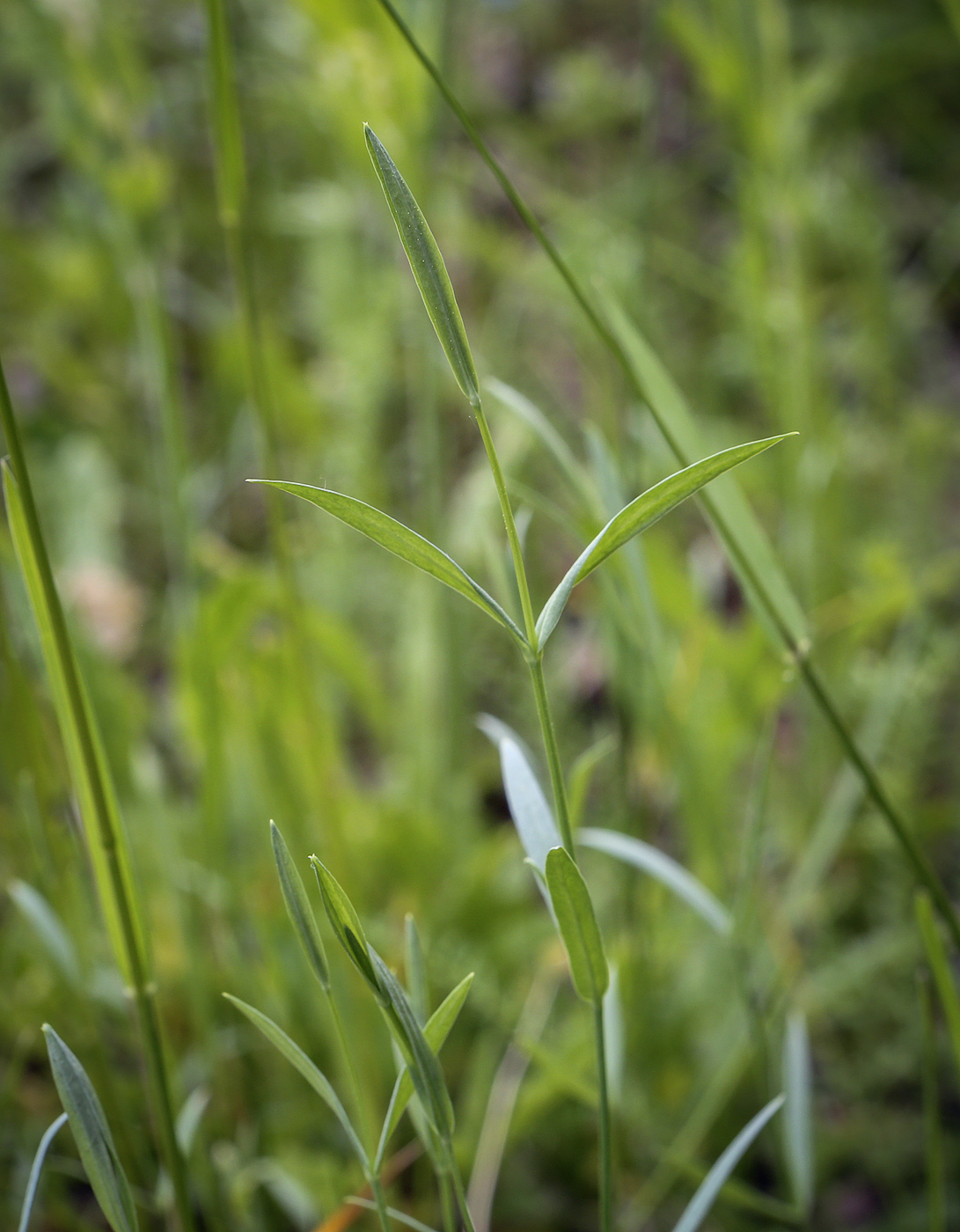 Image of Stellaria palustris specimen.