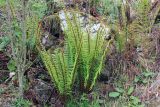 Dryopteris wallichiana