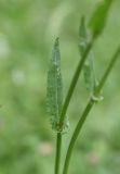 Rumex tuberosus