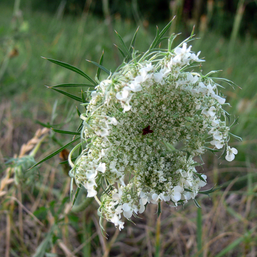 Image of Daucus carota specimen.