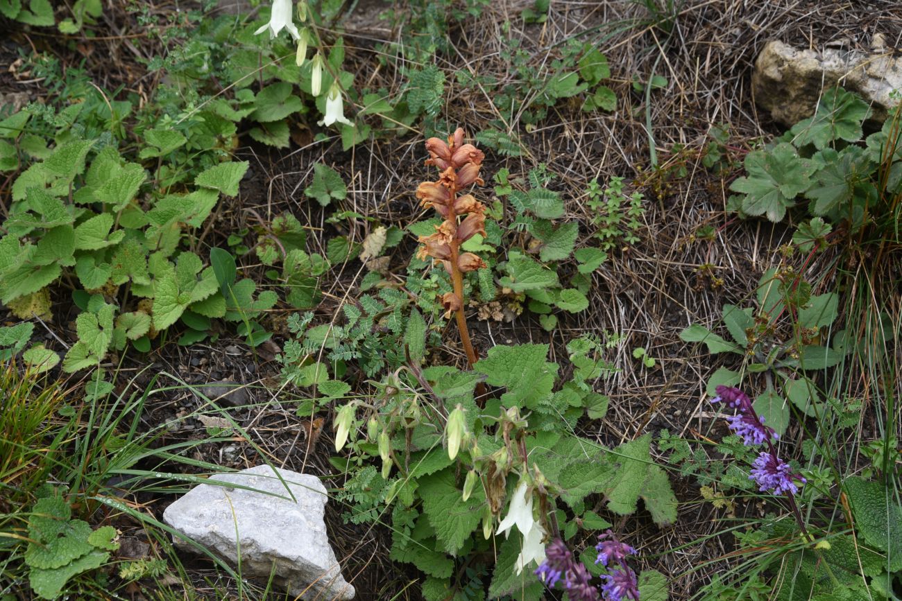 Image of Orobanche campanulae specimen.