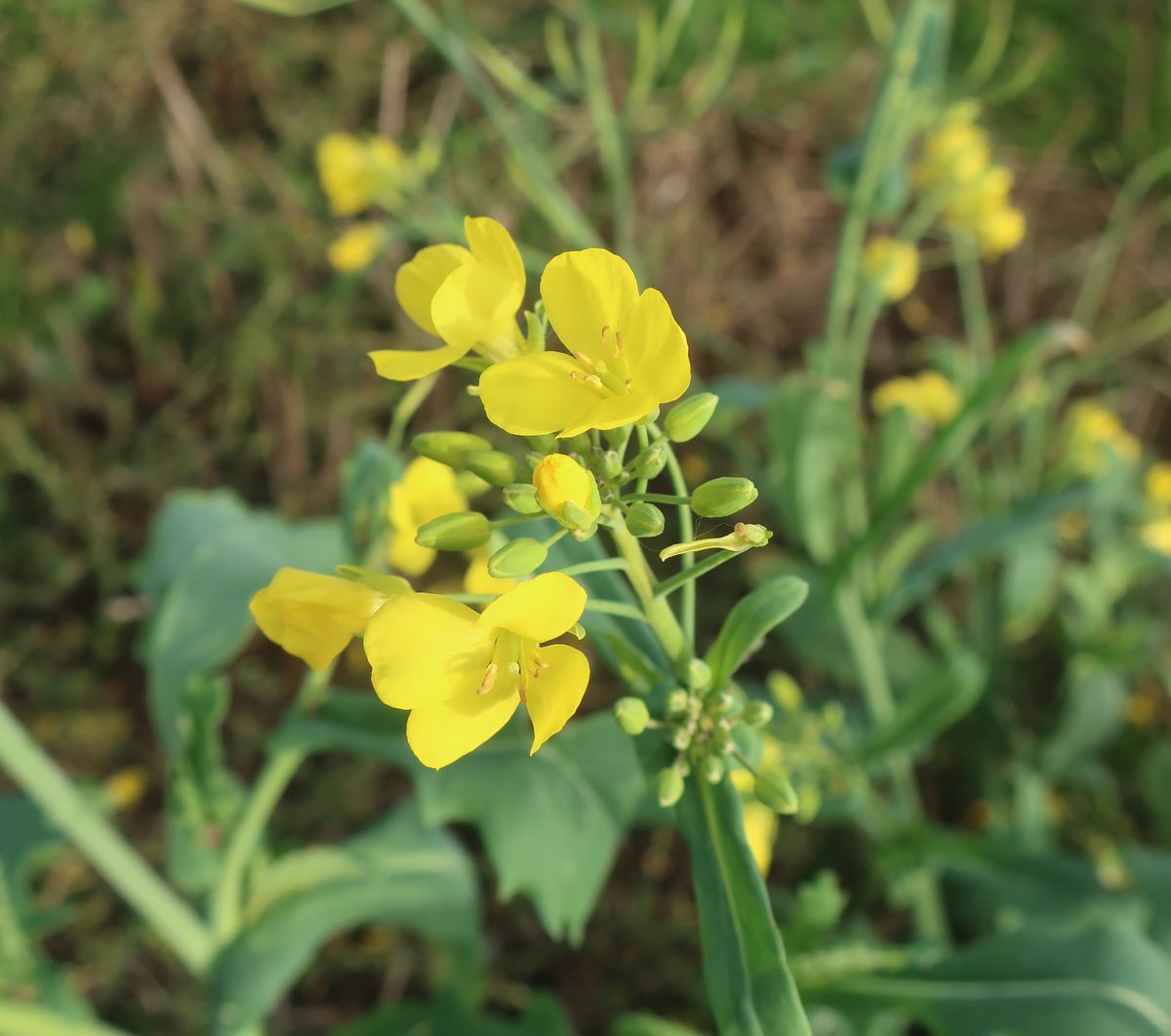 Image of Brassica campestris specimen.