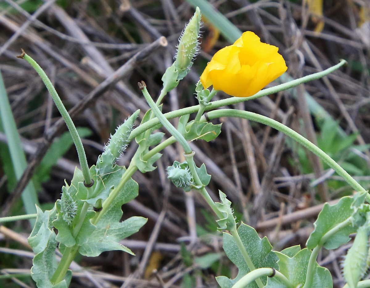 Image of Glaucium flavum specimen.