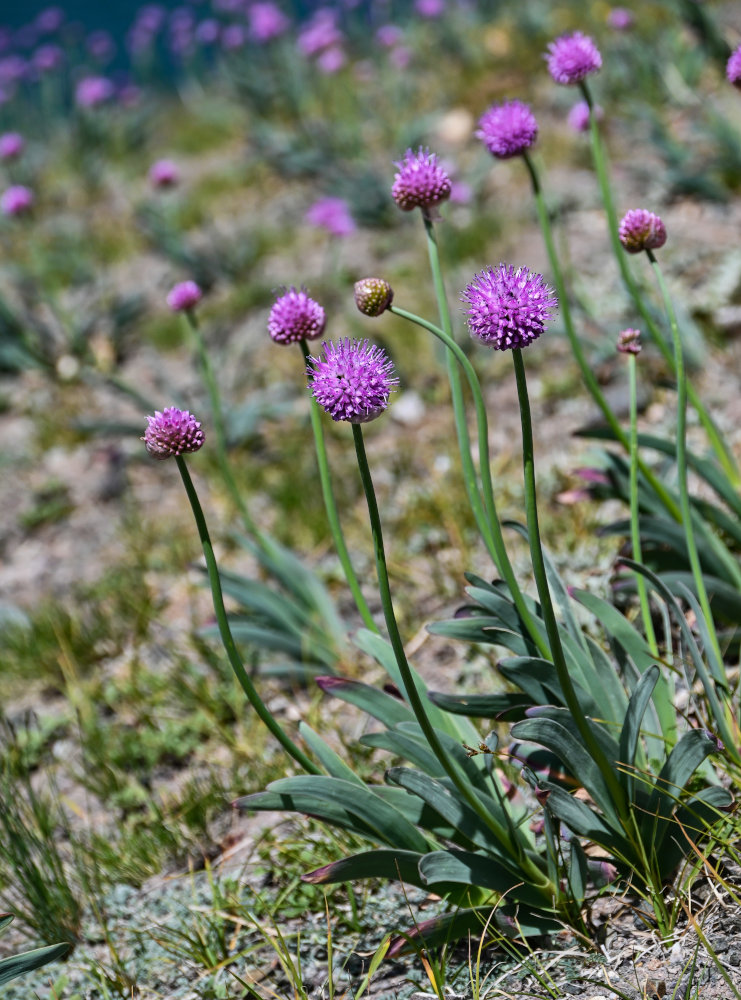 Изображение особи Allium carolinianum.