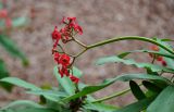 Euphorbia splendens. Верхушка побега с соцветием. Марокко, обл. Марракеш - Сафи, г. Марракеш, в культуре. 31.12.2022.