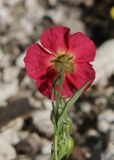 Helianthemum nummularium