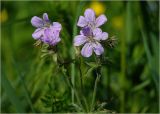 Geranium sylvaticum. Цветки и бутоны на верхушках побегов. Московская обл., Раменский р-н, окр. ж.-д. платформы Хрипань, просека под ЛЭП. 06.06.2023.