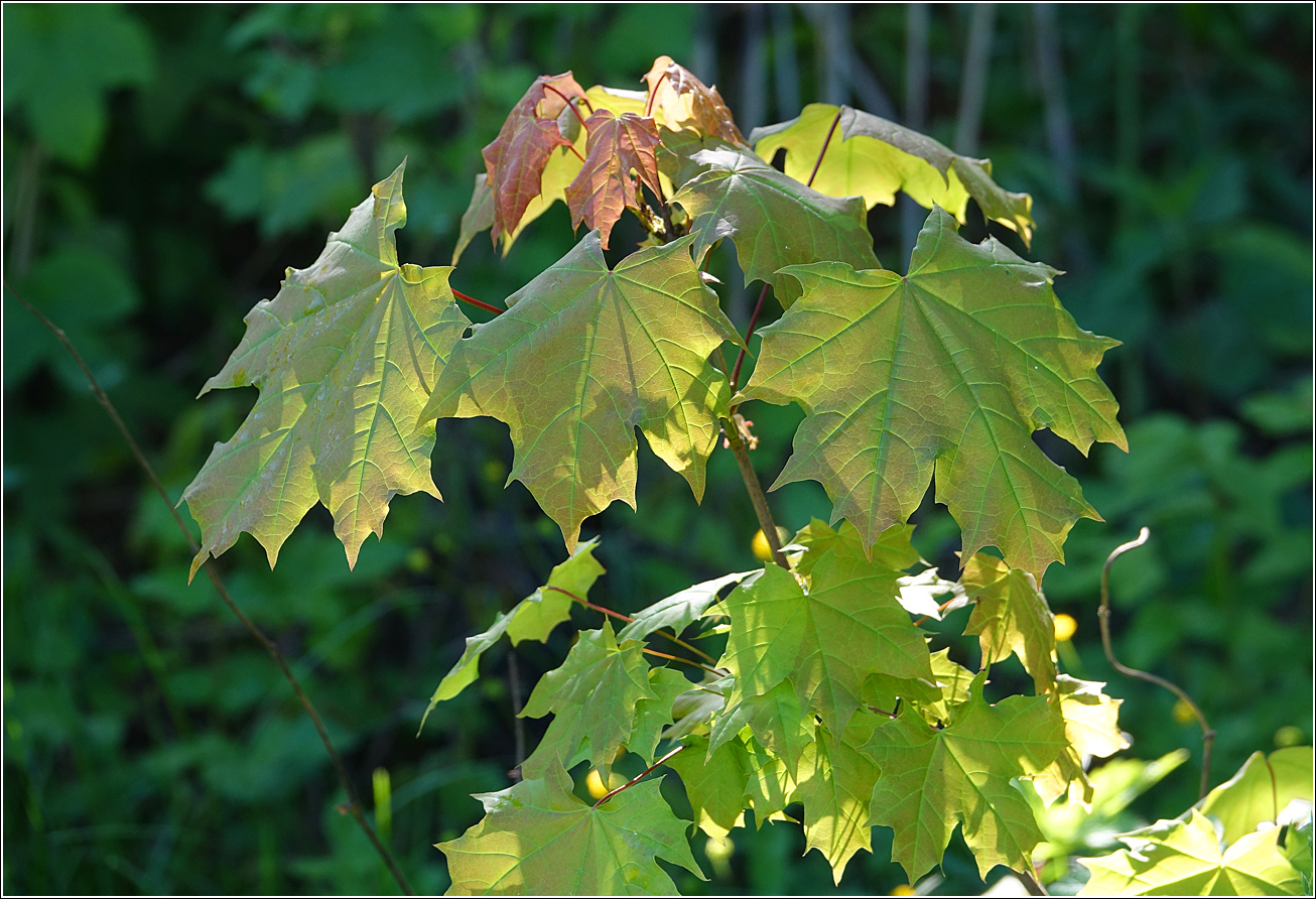 Image of Acer platanoides specimen.