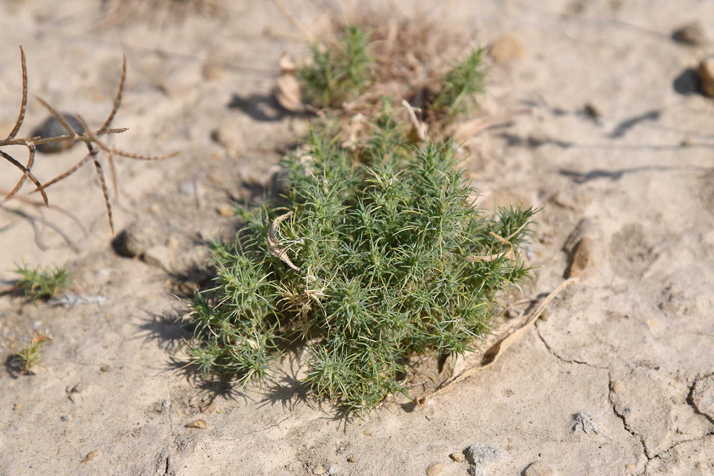 Image of familia Chenopodiaceae specimen.