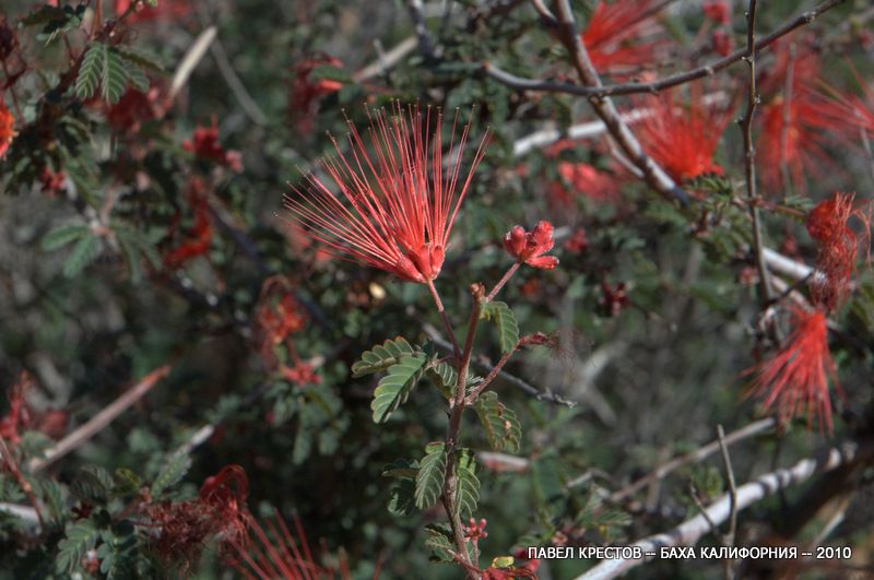 Image of Calliandra californica specimen.