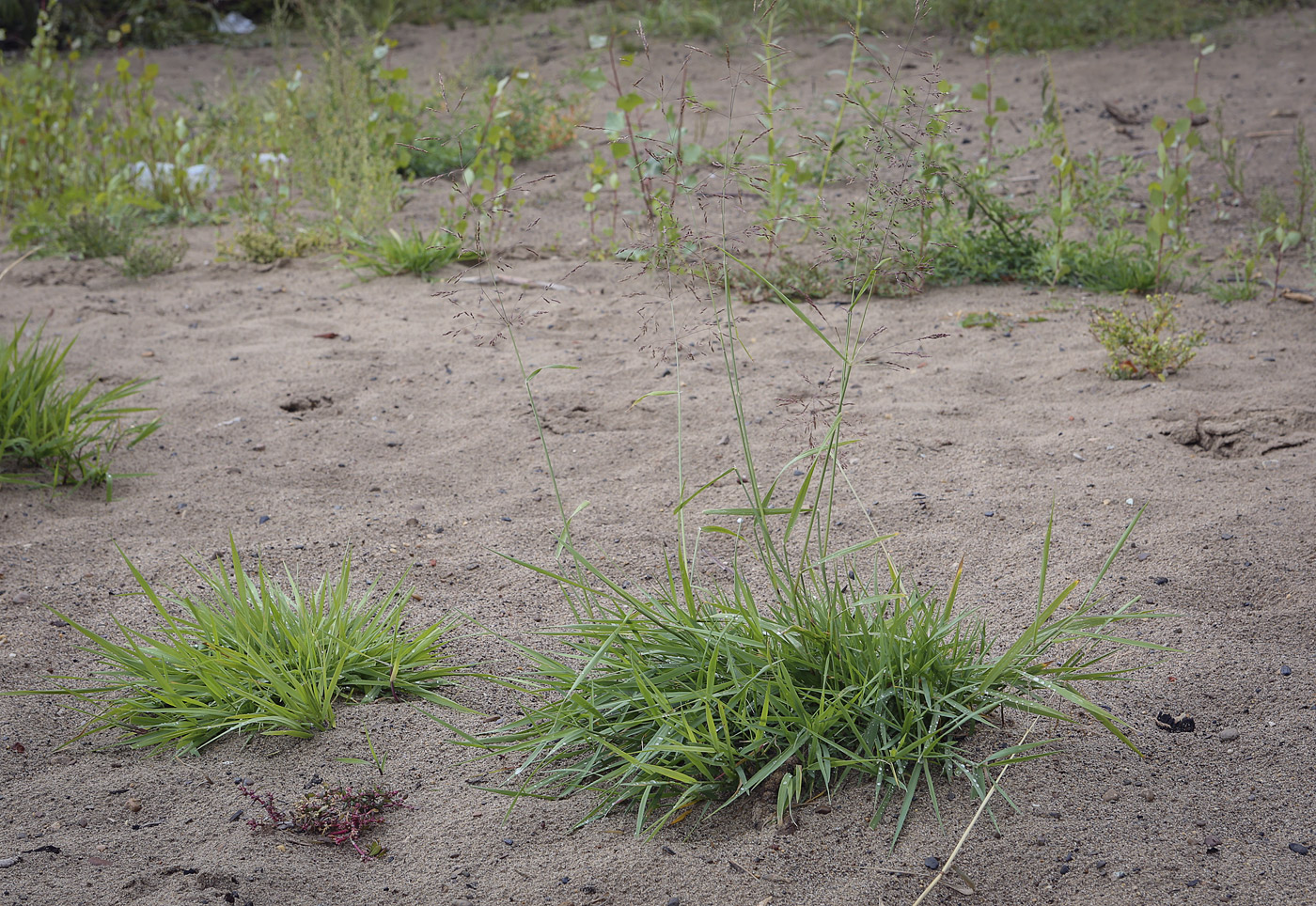 Изображение особи семейство Poaceae.