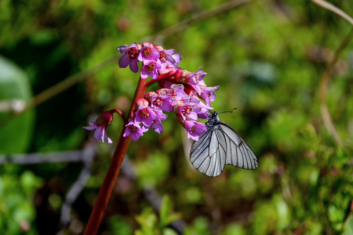 Изображение особи Bergenia crassifolia.