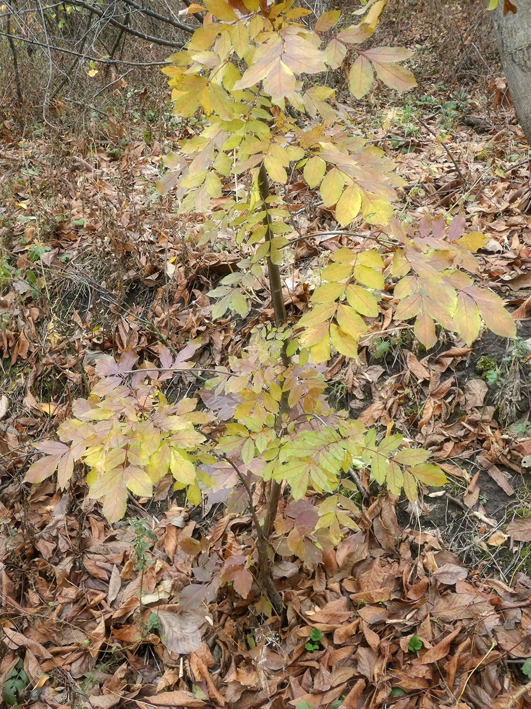 Image of Fraxinus excelsior specimen.