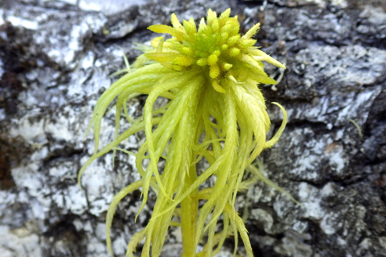 Image of Sphagnum riparium specimen.