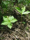 Paris quadrifolia. Цветущие растения. Томск, смешанный лес. 18.06.2010.