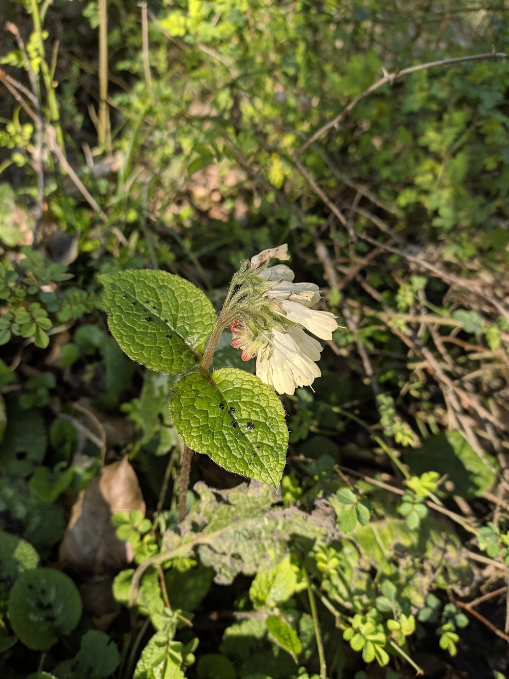 Изображение особи Symphytum grandiflorum.