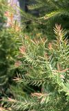 genus Melaleuca. Побеги. Таиланд, провинция Пхукет, ампхе Катху, тамбон Патонг, в городском озеленении. 08.03.2024.