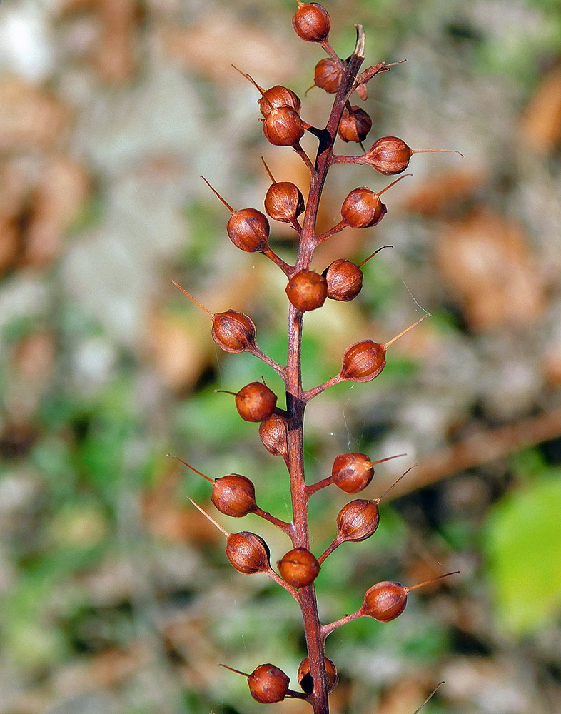 Image of Lysimachia dubia specimen.