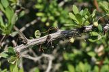 Berberis thunbergii