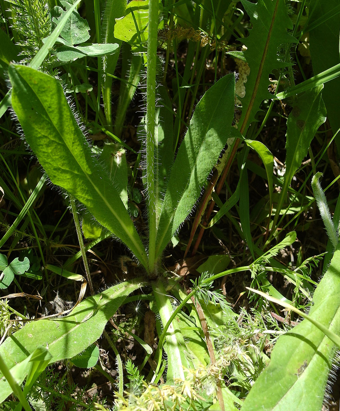 Image of Pilosella aurantiaca specimen.