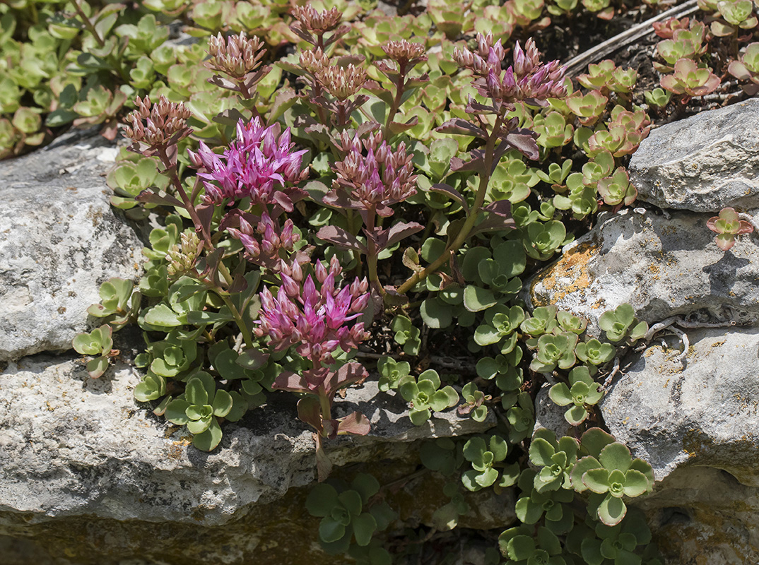 Изображение особи Sedum spurium.