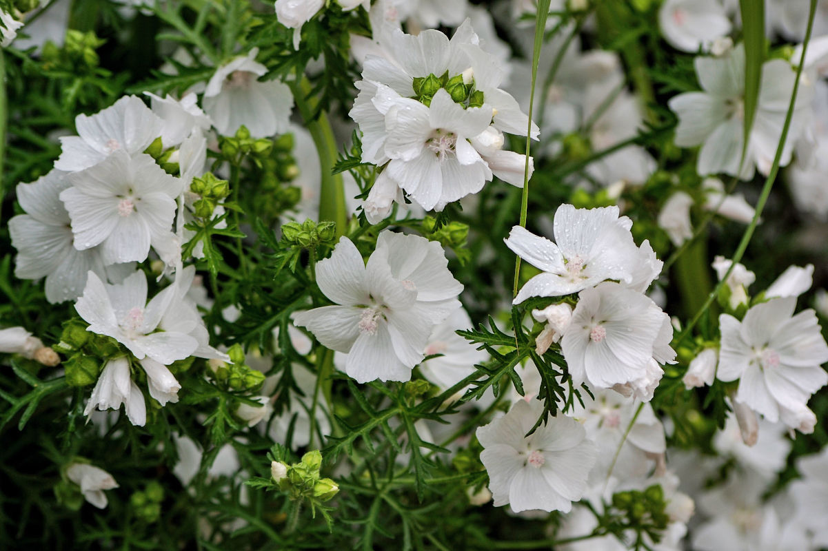 Image of Malva moschata specimen.