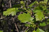 Crataegus pinnatifida. Листья и соцветия в бутонах. Приморский край, Уссурийский гор. округ, окр. с. Монакино, берег ручья. 15.05.2022.