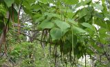 Catalpa bignonioides. Побеги плодоносящего дерева с прошлогодними плодами. Узбекистан, Наманганская обл., Чустский р-н, верховье кишлака Гова (G'ova), зона отдыха \"Нур\", Ферганская долина, правый берег р. Говасай, в культуре. 23.07.2024.