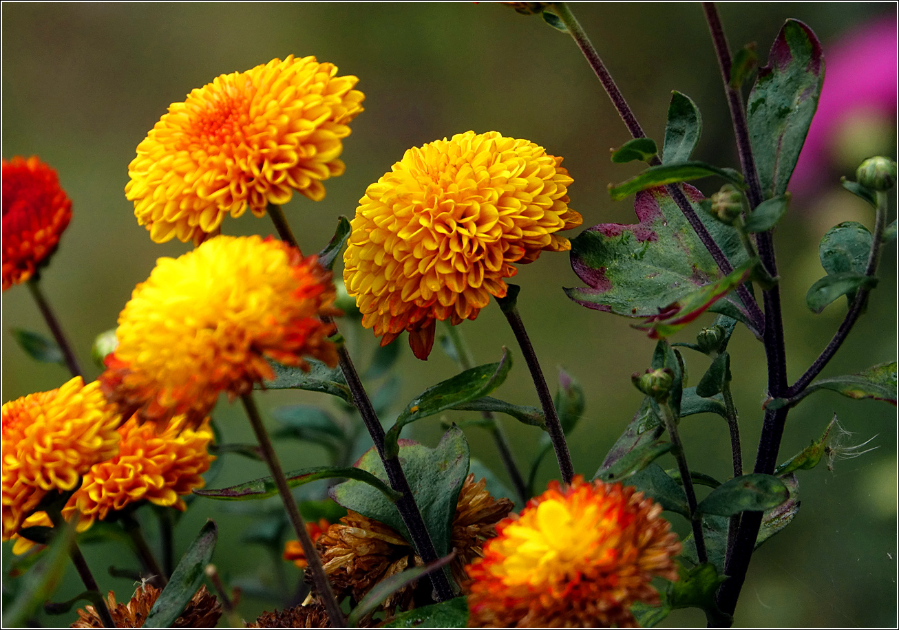 Изображение особи род Chrysanthemum.