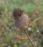 Cirsium polonicum