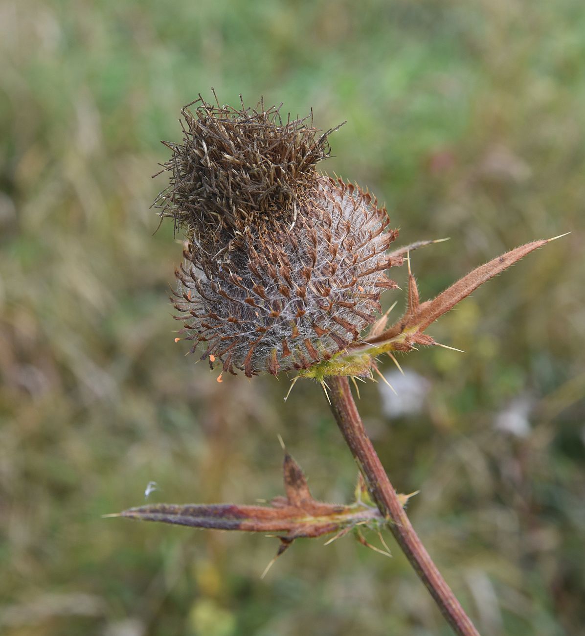 Image of Cirsium polonicum specimen.