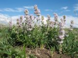 Thymus marschallianus