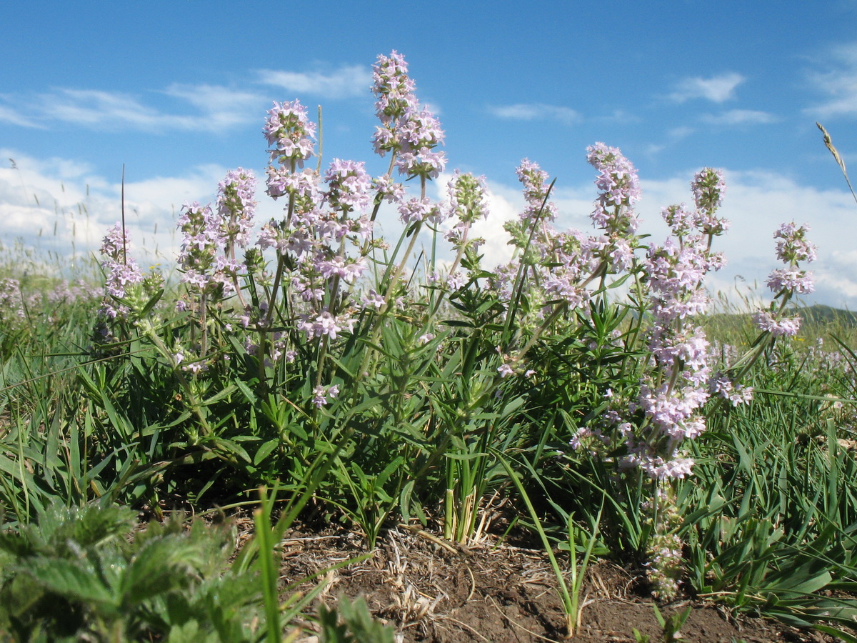 Изображение особи Thymus marschallianus.