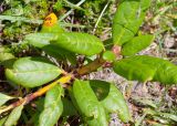 Rhododendron aureum. Верхушка побега. Камчатский край, Елизовский р-н, склон горы Летняя Поперечная, кустарничковая тундра выше зарослей кедрового стланика. 04.08.2024.