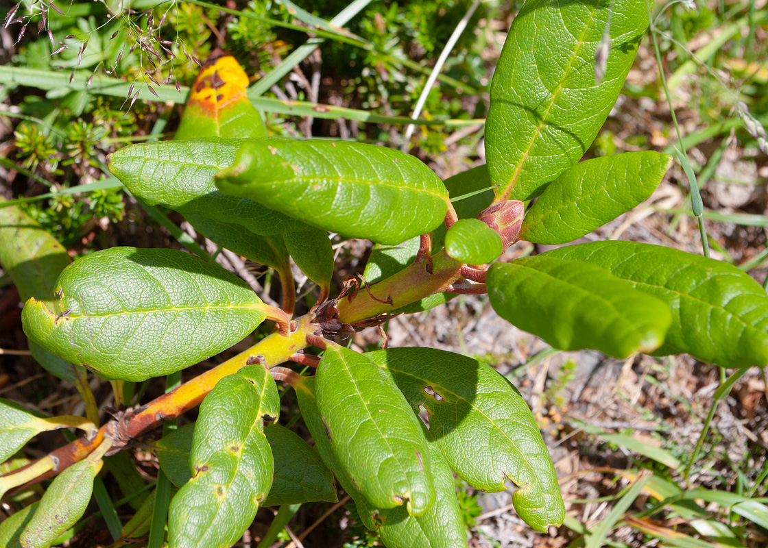 Изображение особи Rhododendron aureum.