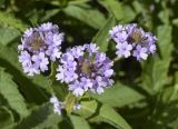 Verbena rigida