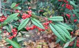 Cotoneaster salicifolius