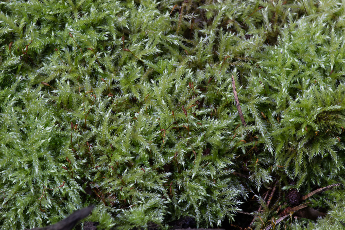 Image of familia Brachytheciaceae specimen.